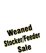 Weaned Stocker/Feeder Sale